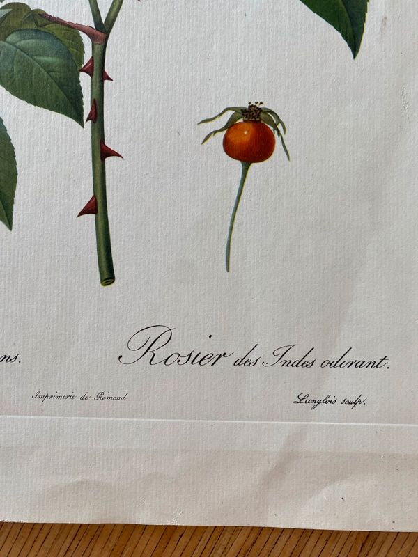 Lithograhie botanique vintage PJ Redouté Rosier des Indes
