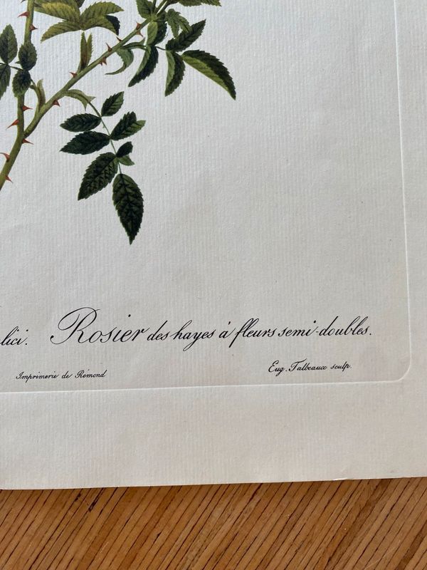 Lithographie botanique vintage PJ Redouté Rosier des Hayes