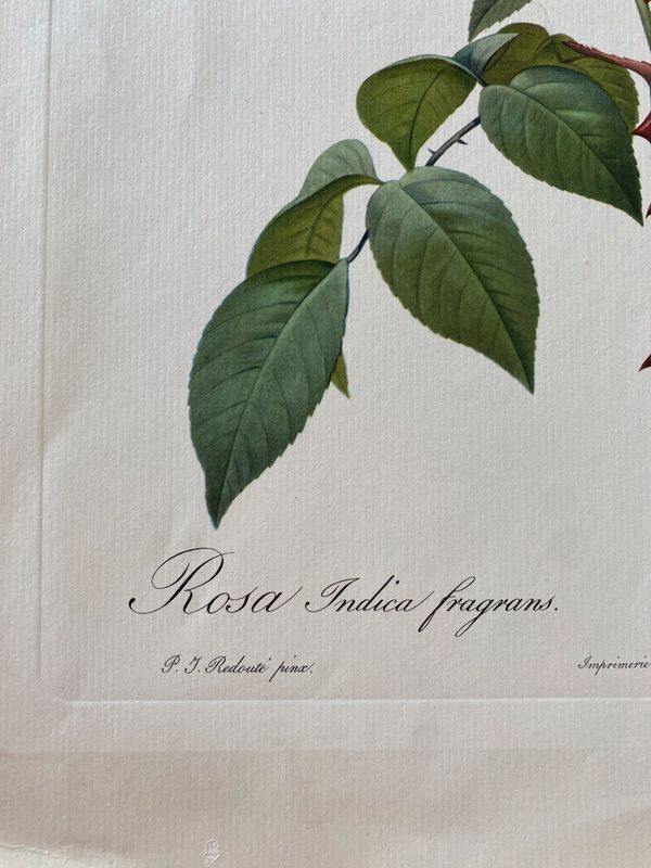 Lithograhie botanique vintage PJ Redouté Rosier des Indes