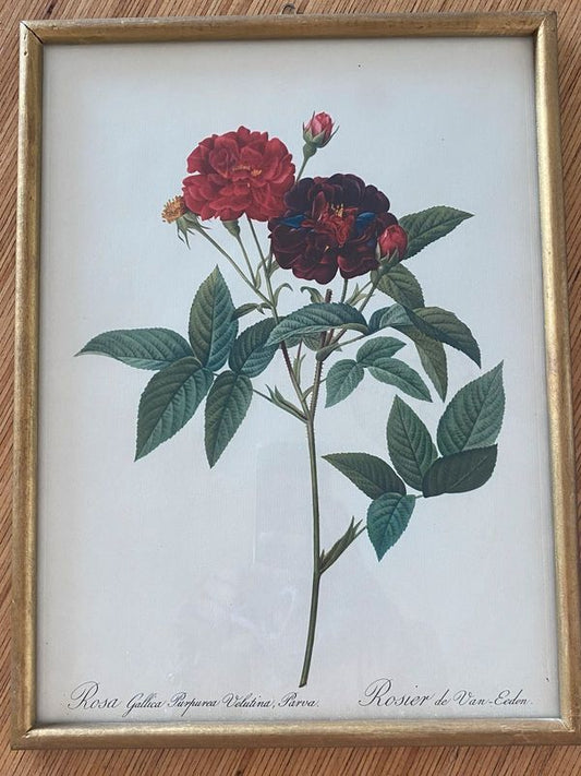 Planche botanique, lithographie PJ Redouté Rosier Van Eeden vintage