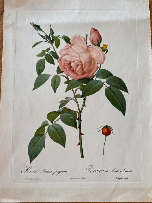 Lithograhie botanique vintage PJ Redouté Rosier des Indes