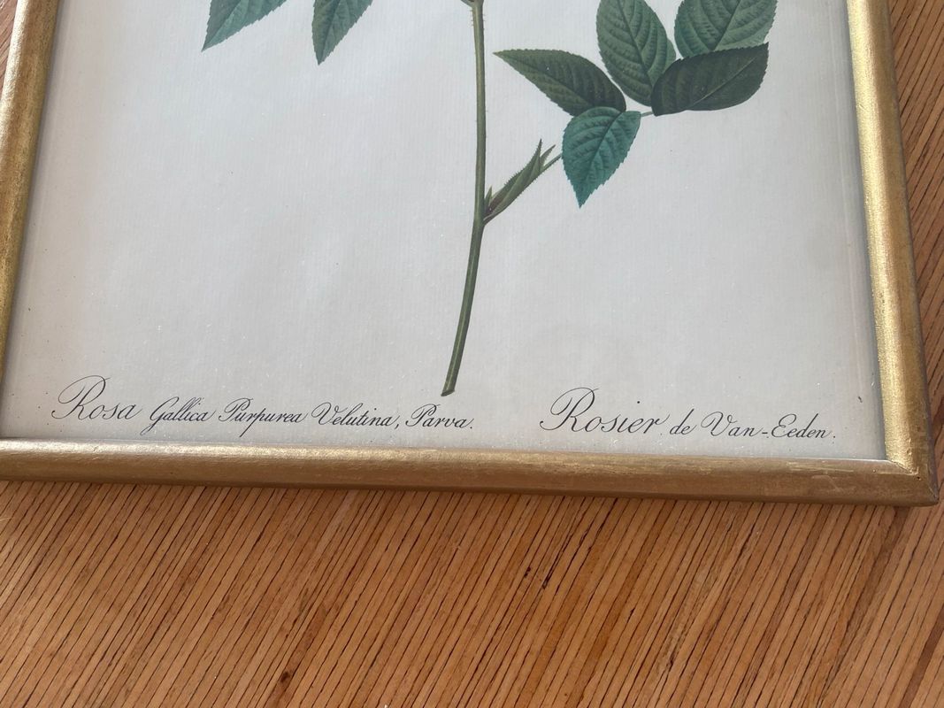 Planche botanique, lithographie PJ Redouté Rosier Van Eeden vintage