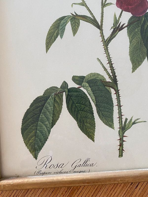 Lithographie planche botanique PJ Redouté Rosier Évêque