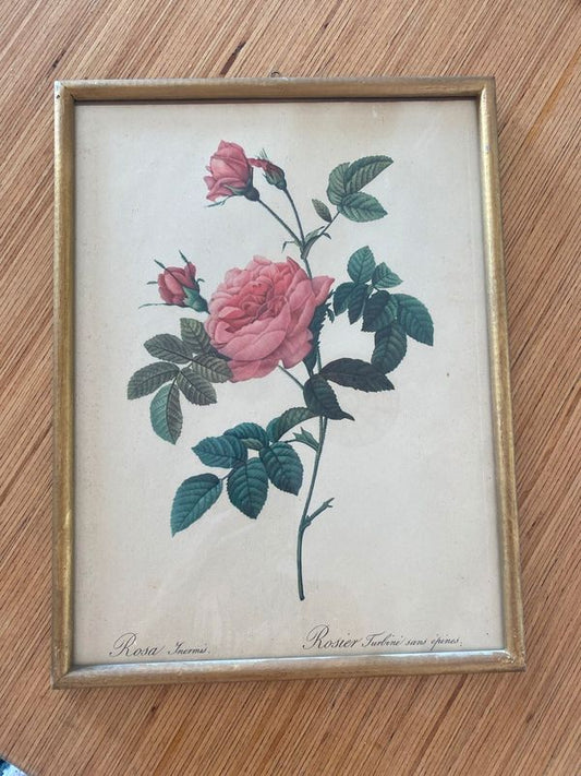 Lithographie ancienne PJ Redouté Rosier Turbiné