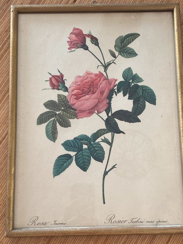 Lithographie ancienne PJ Redouté Rosier Turbiné