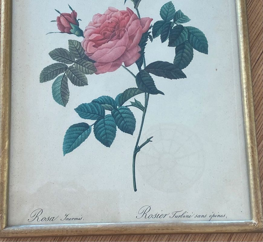 Lithographie ancienne PJ Redouté Rosier Turbiné