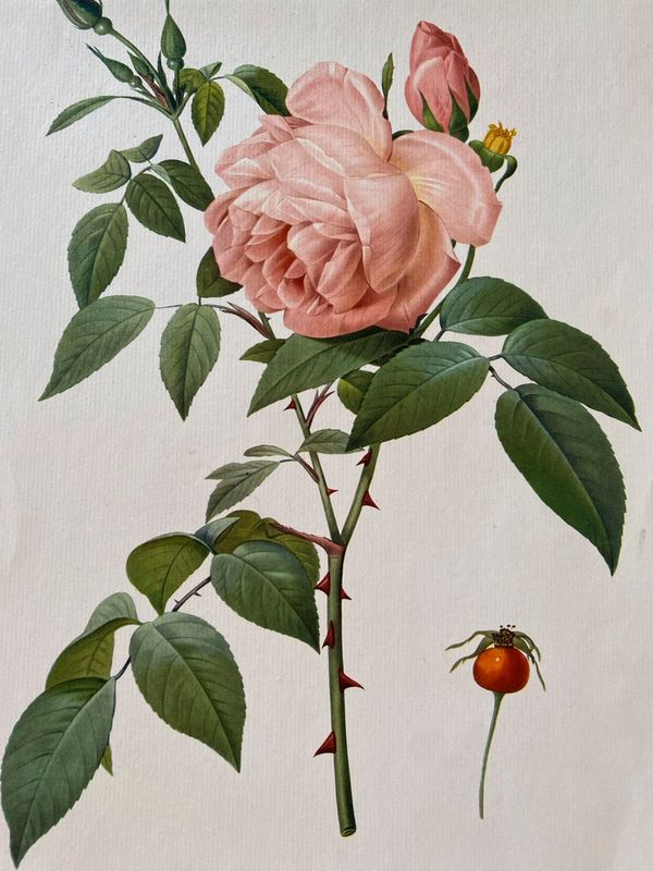 Lithograhie botanique vintage PJ Redouté Rosier des Indes