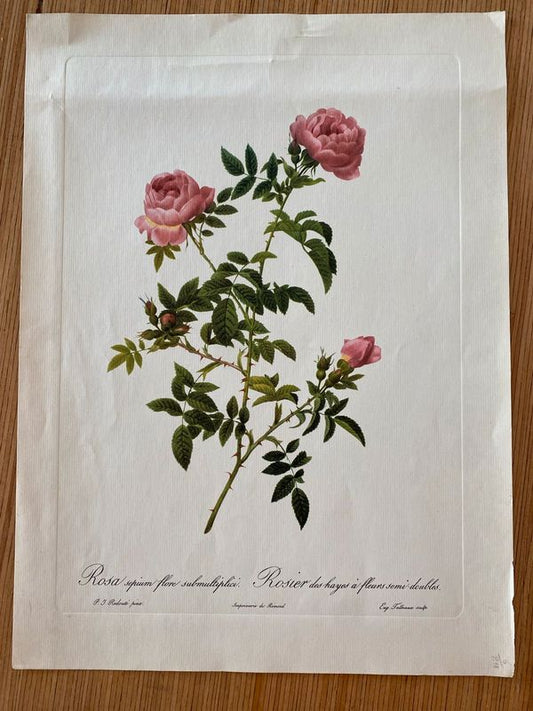 Lithographie botanique vintage PJ Redouté Rosier des Hayes