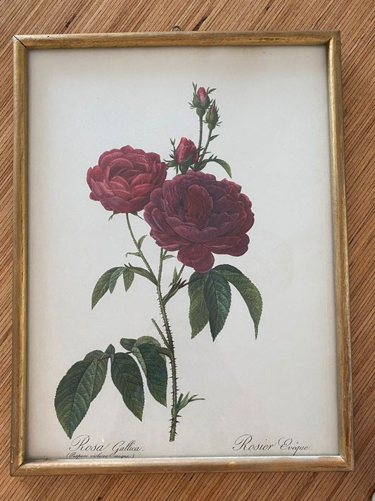 Lithographie planche botanique PJ Redouté Rosier Évêque