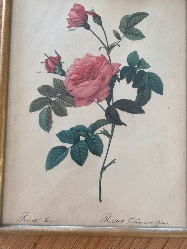 Lithographie ancienne PJ Redouté Rosier Turbiné