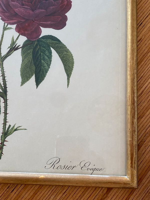 Lithographie planche botanique PJ Redouté Rosier Évêque